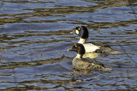 Bucephala clangula